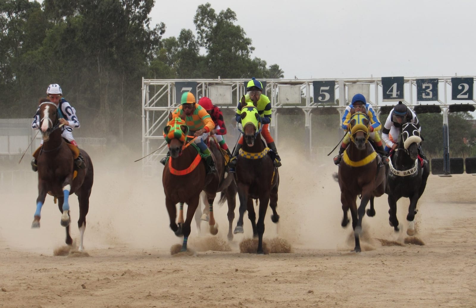 Largada de um páreo no Hipódromo da Tablada: os cavalos saem do partidor na raia de areia