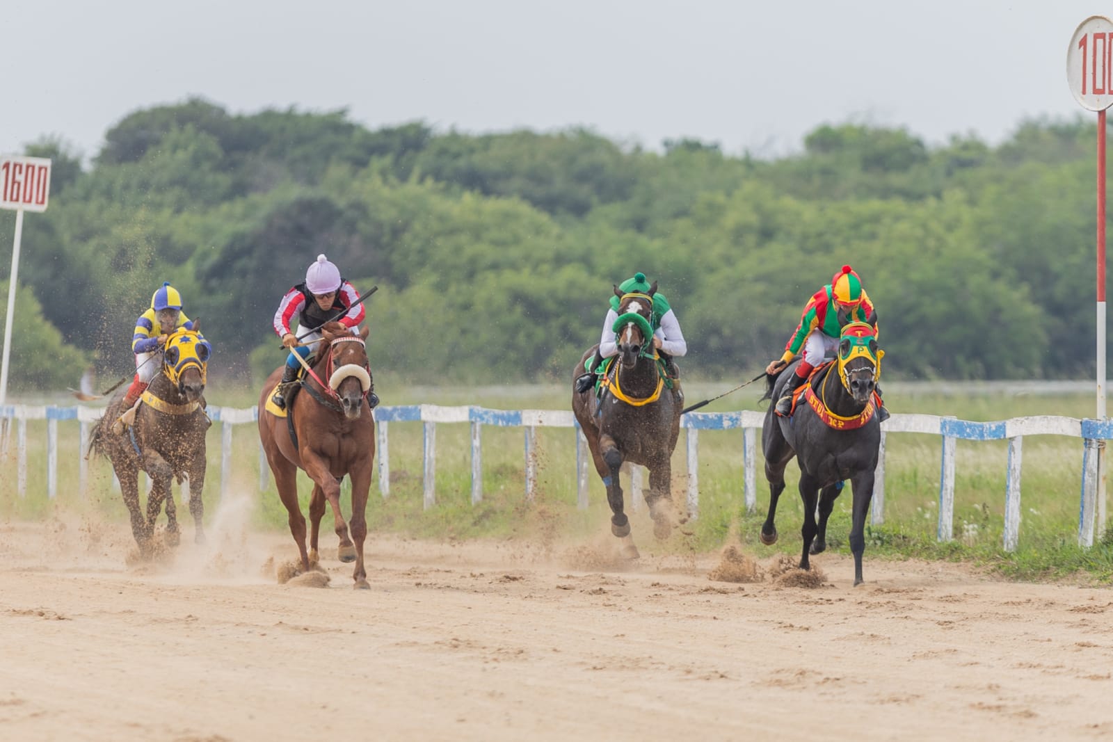 Pelotão de cavalos na raia de areia do Hipódromo da Tablada durante um páreo