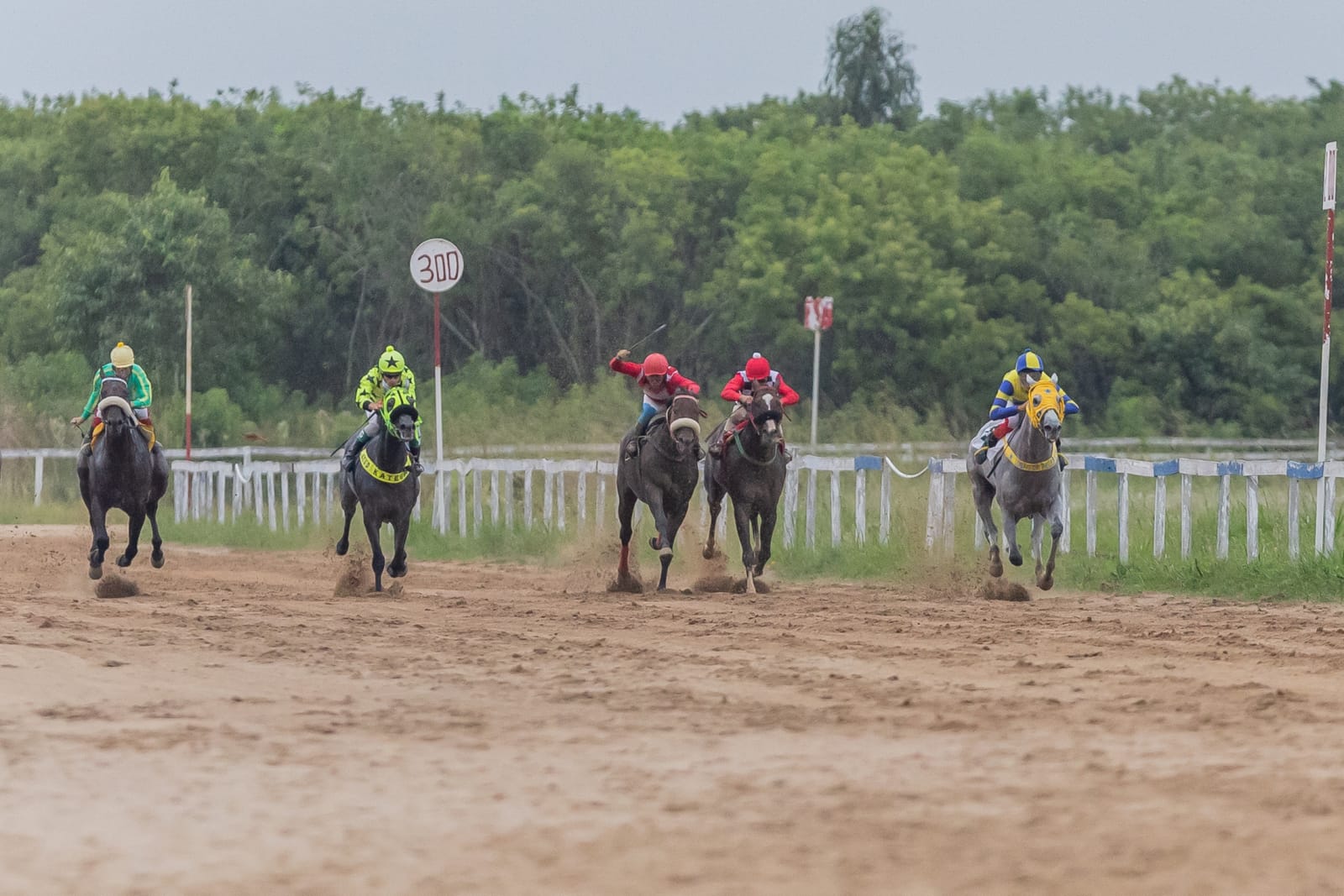 Pelotão de cavalos na reta da raia de areia do Hipódromo da Tablada